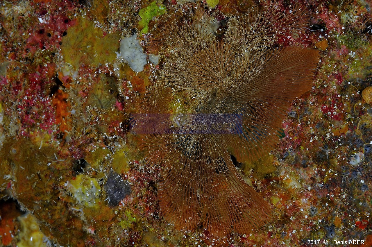 Canda pecten Bryozoaire dentelle bryo-Safaga Middle reef-10m-20171124-Denis-ADER-DSC_3876_tn.jpg